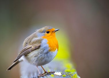 Robin Portrait