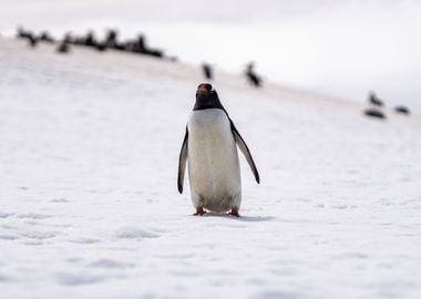 Gentoo Penguin