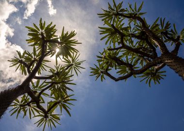 Madagascar palm and sun