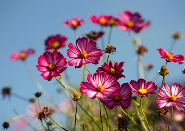 Autumn flowers