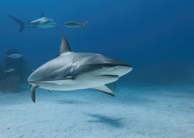 Caribbean Reef Shark