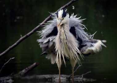 Fluffed up gray heron 