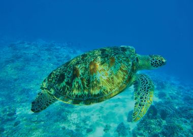 sea turtle Aquarium