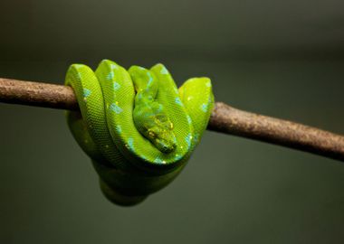 Green snake