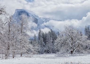 Winter Scene 