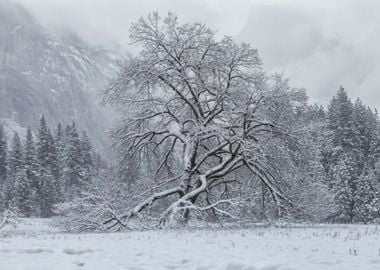 Snow Covered Oak Tree