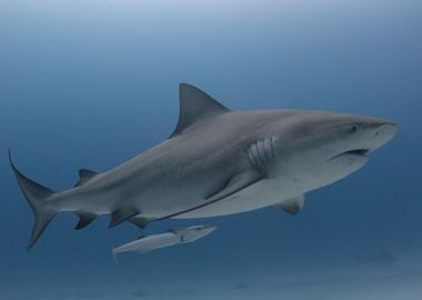 Mexican Bull Shark