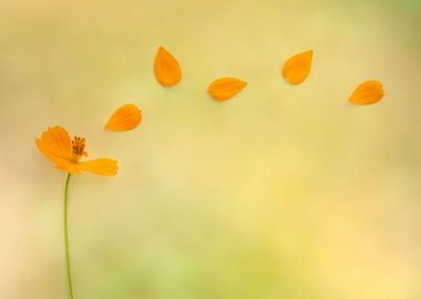 Cosmos in the wind