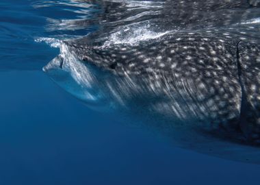 Whale Shark Portrait