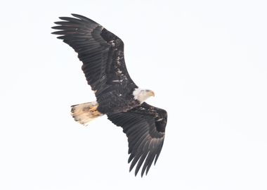 Bald eagle on white