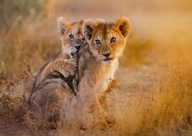 Lion Cubs