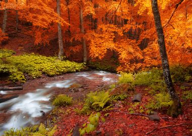 Autumn woods creek