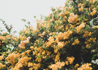 Bougainvillea Dream 2