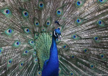 Peacock