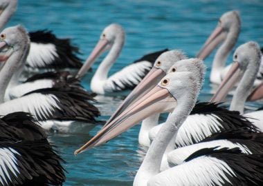 Pelicans relaxing