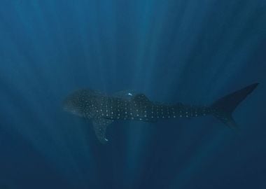 Whale Shark In Deep Blue