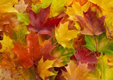 Colorful autumn leaves