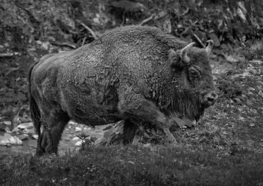 European Bison In Poland