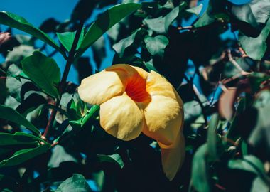 yellow hibiscus flower