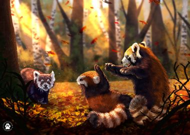 Red Panda Family