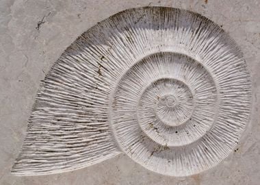 Fossil snail impression