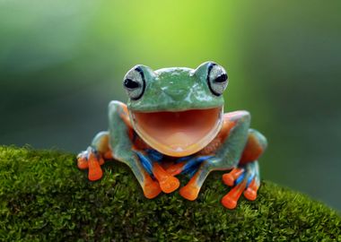 Smiling Frog