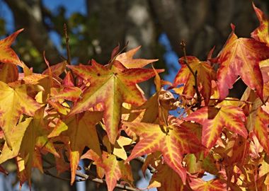 Colorful Autumn Leaves