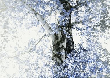 Dreamy Birch Tree 5 