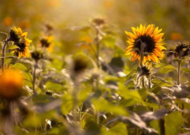 Sunflowers