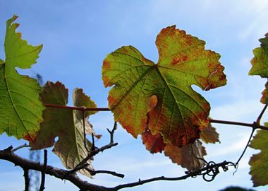 Autumn Wine Leaf