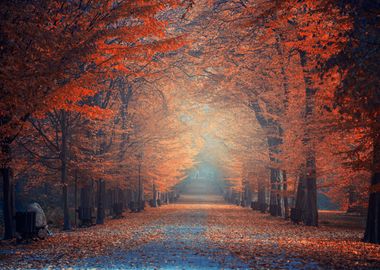 Misty morning park Poland