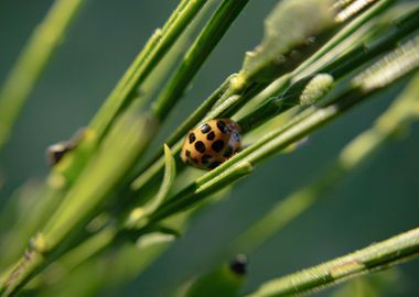 Ladybird