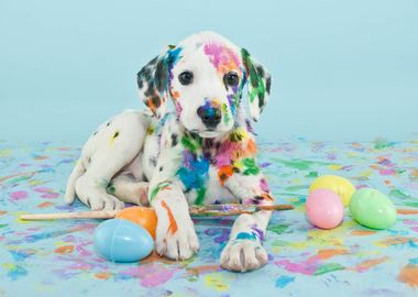 Dalmatian Puppy