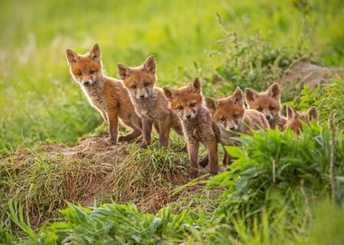 Litter Fox Line up