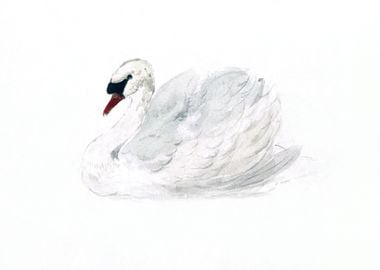 Mute swan