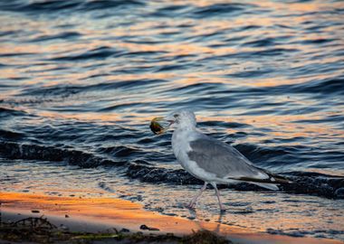 Dinner for the seagull