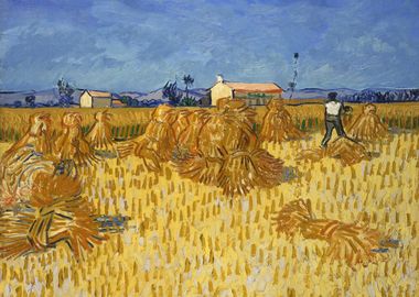 Corn Harvest in Provence