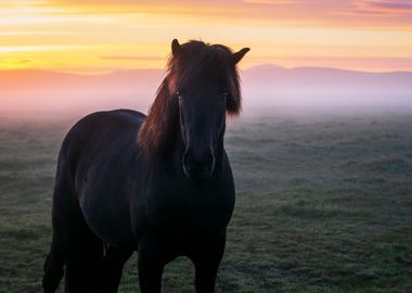 Beautiful Icelandic Horse