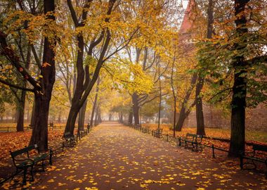 Autumn Krakow forest park