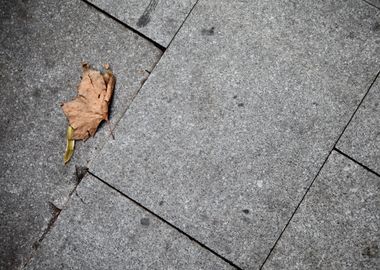 Leaf on a street