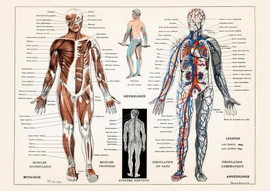 Human Nervous n Muscular S