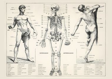 Human Body and Skeleton