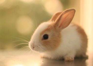 Rabbit