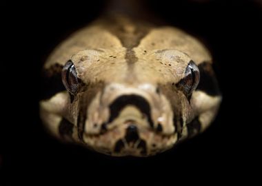 Beige and brown snake