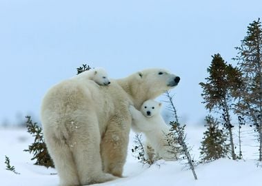 Polar Bear