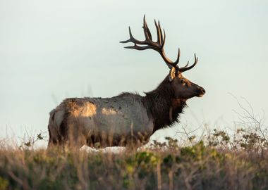 Tule Elk