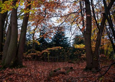 Autumn Woods