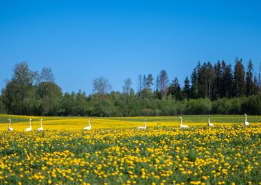 White geese row  in nature