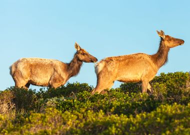 Tule Elk Cows