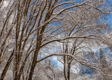 Winter Scene 